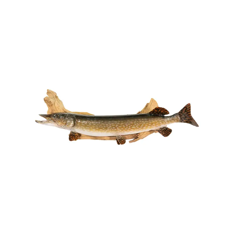 Northern Pike Fish Mount