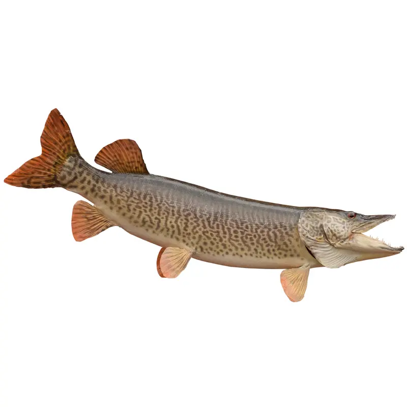 Tiger Muskie Skin Mount