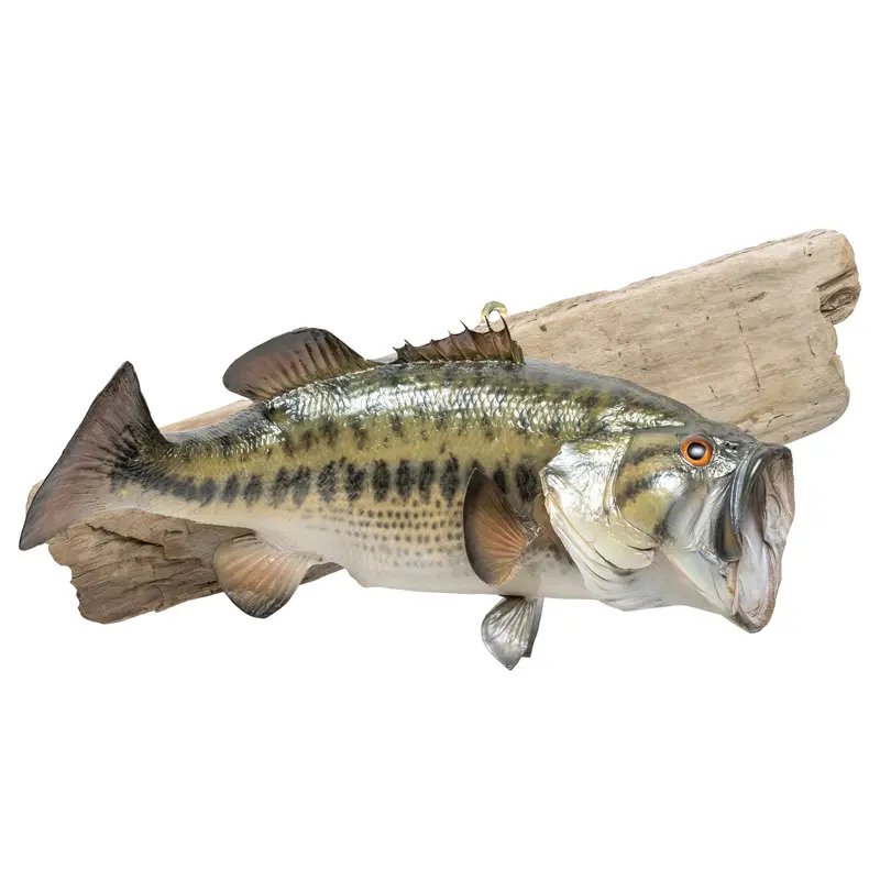 Trophy Large Mouth Bass Skin Mount