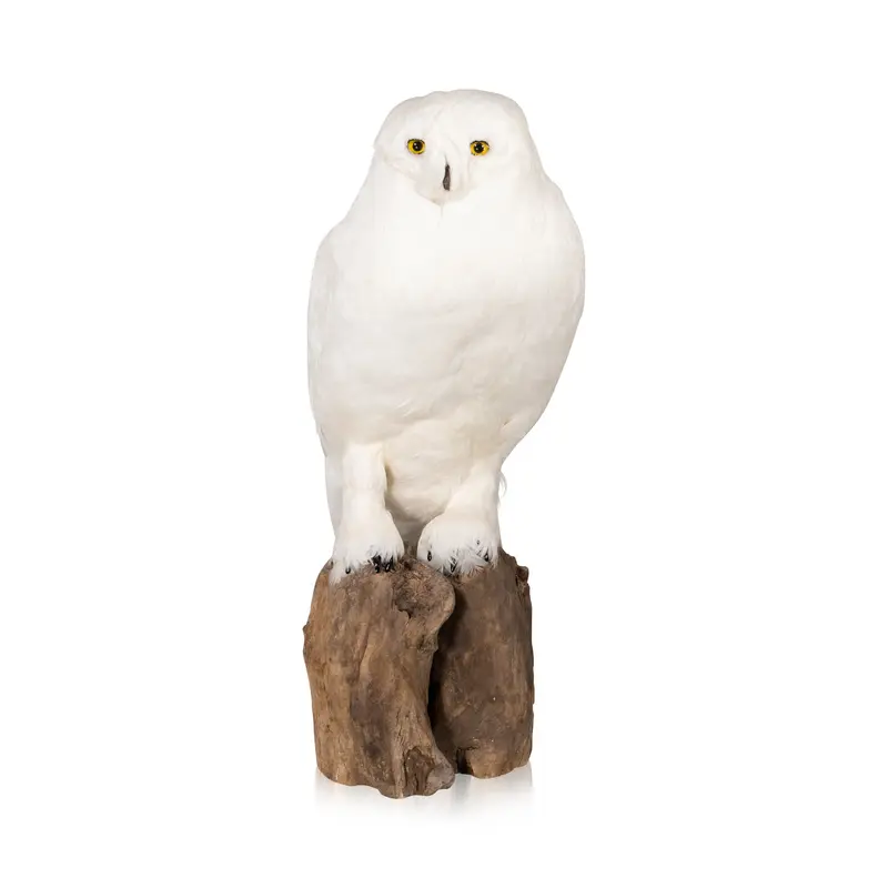 "Snowy Owl" Mount