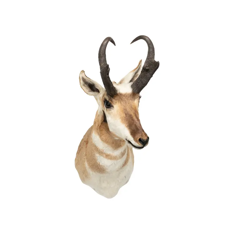 Trophy Antelope Shoulder Mount