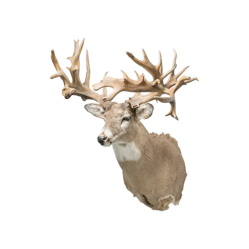 40 Point Whitetail Deer Shoulder Mount