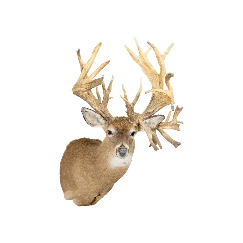 40 PT. Whitetail Deer Shoulder Mount