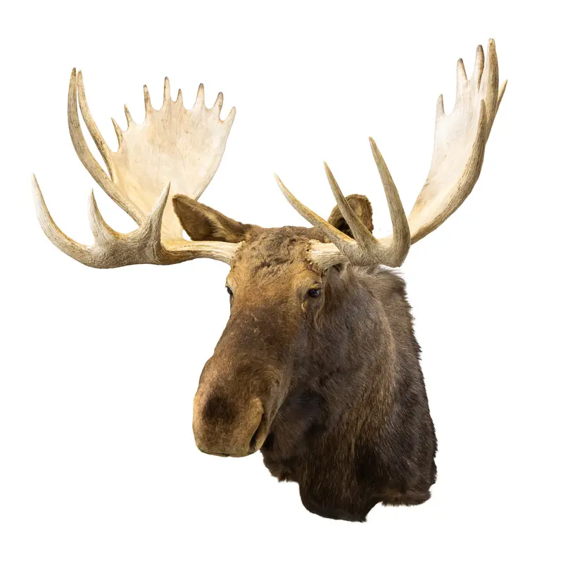 Yukon Moose
