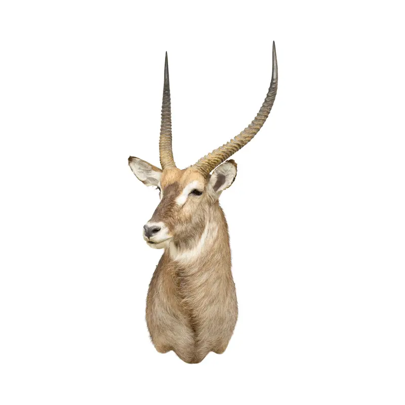Water Buck Shoulder Mount
