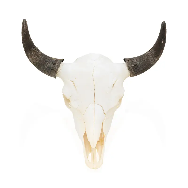 Wyoming Buffalo Skull