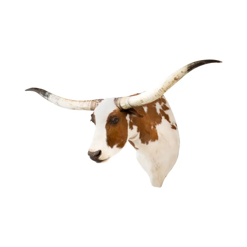 Texas Longhorn Shoulder Mount
