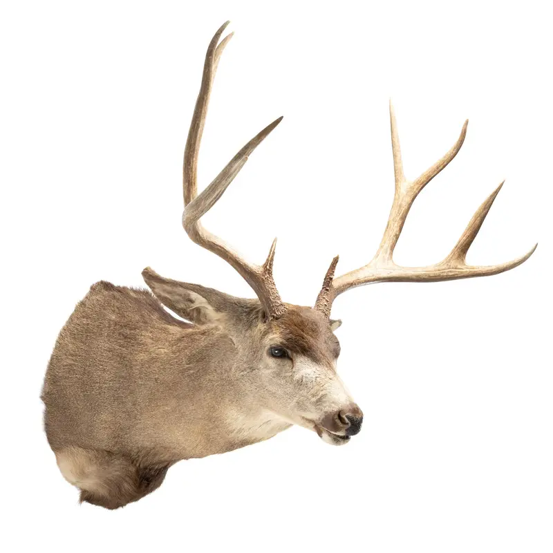 Trophy Mule Deer